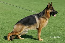 public/dog_images/238/1719240402.Gigolo von der Bärenschlucht.jpg